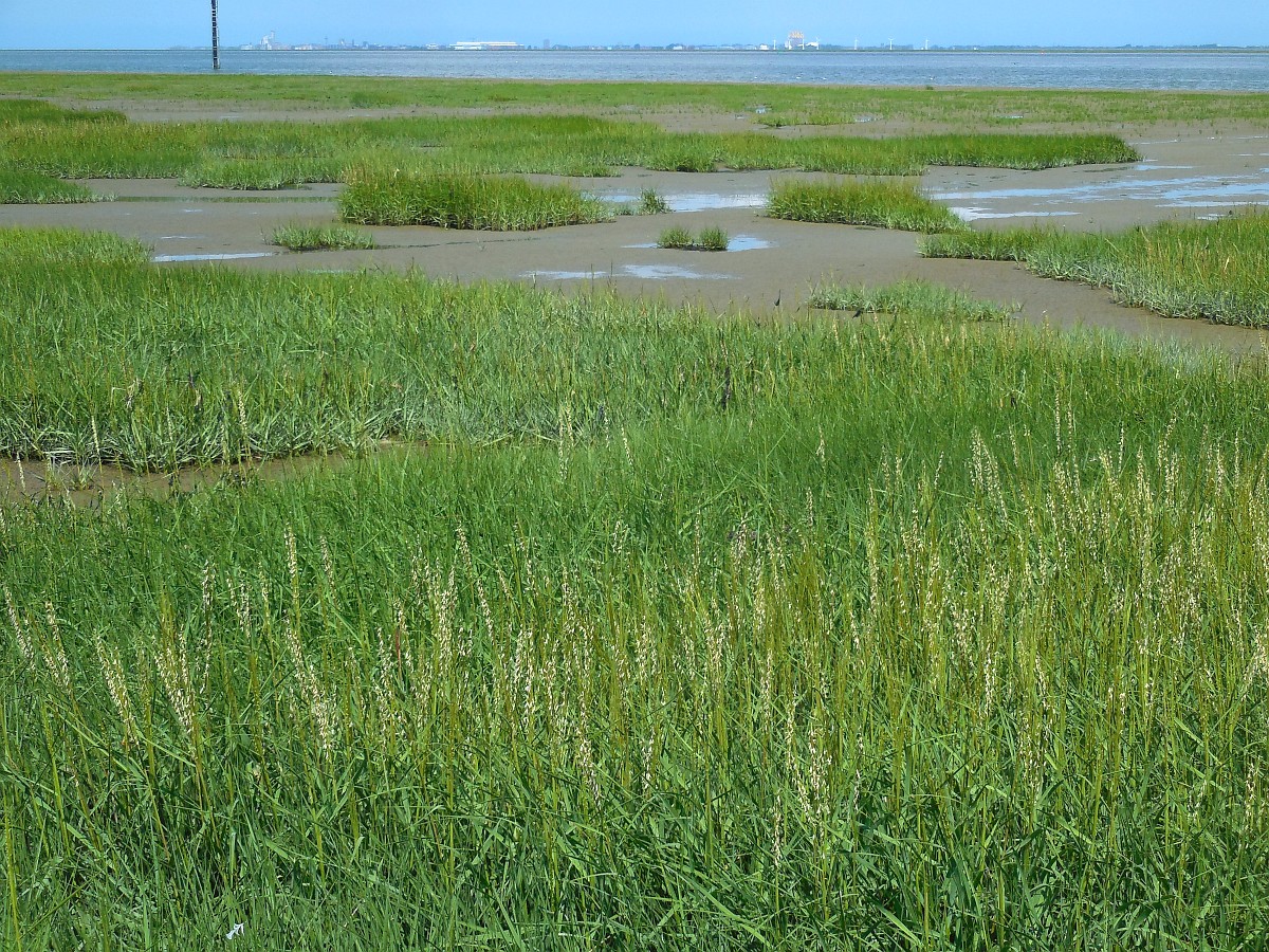 Spartina anglica